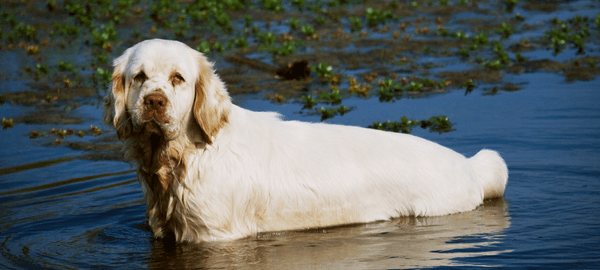 Кламбер-спаниель: описание породы собак и как выглядит питомец, основы грамотного ухода