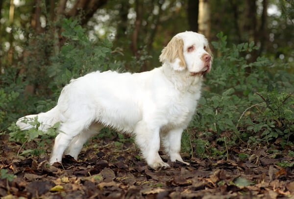 Кламбер-спаниель: описание породы собак и как выглядит питомец, основы грамотного ухода