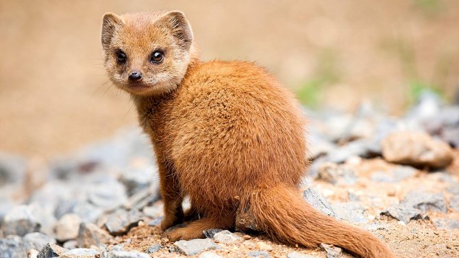 Мангуст: бесстрашный охотник на змей