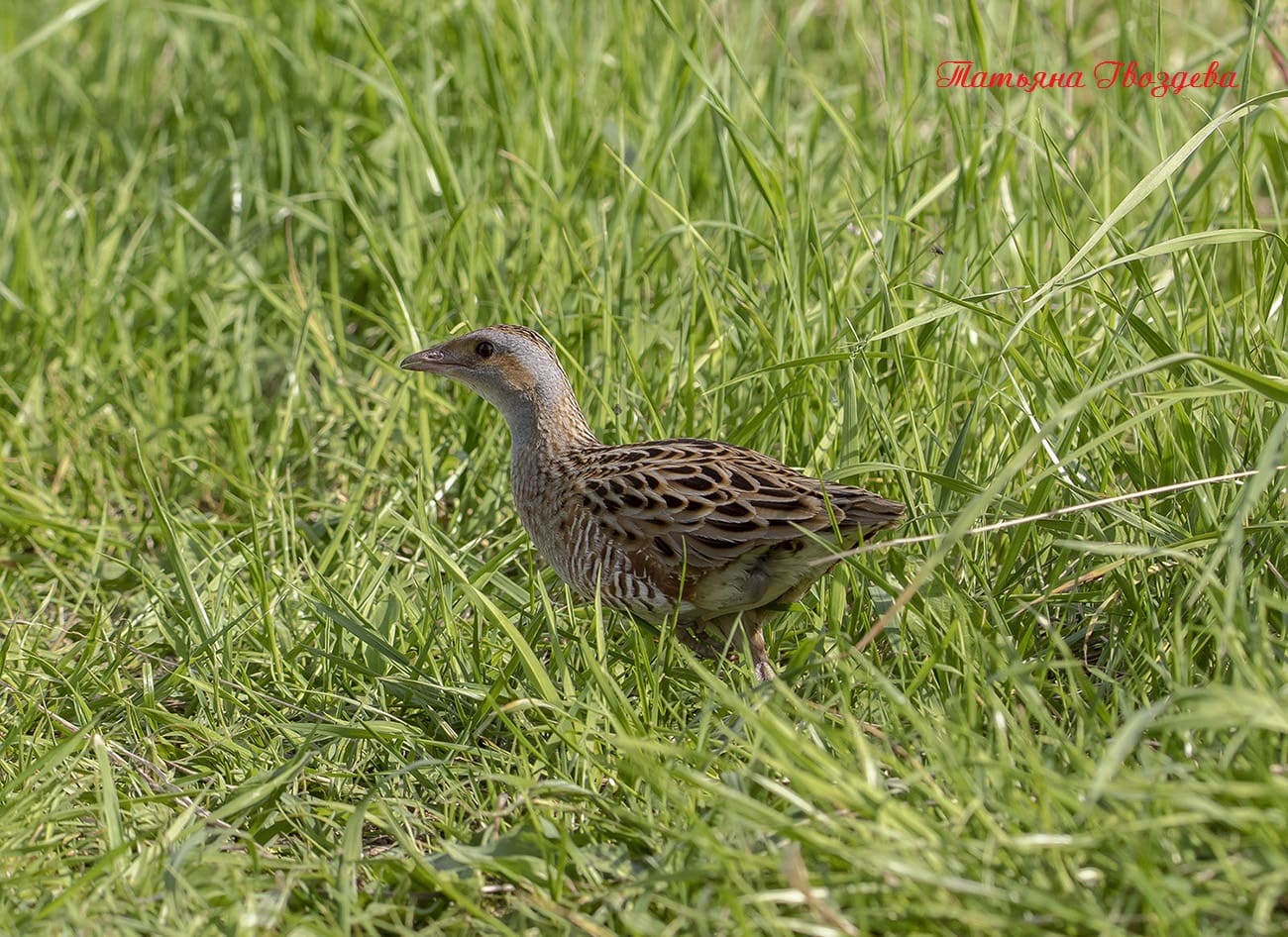 Коростель - описание, где обитает и как выглядит