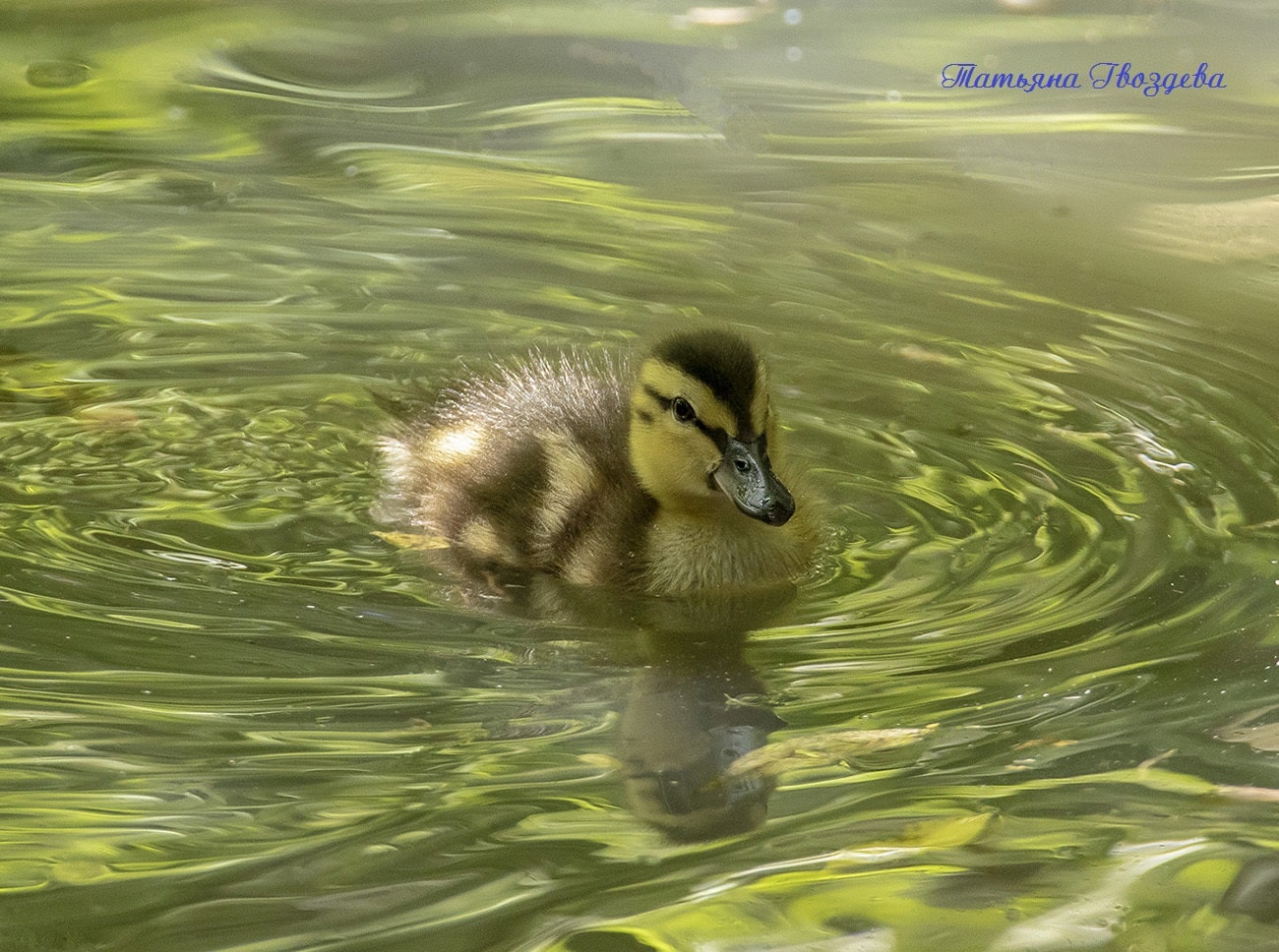 Сколько утки разных пород высиживают яйца