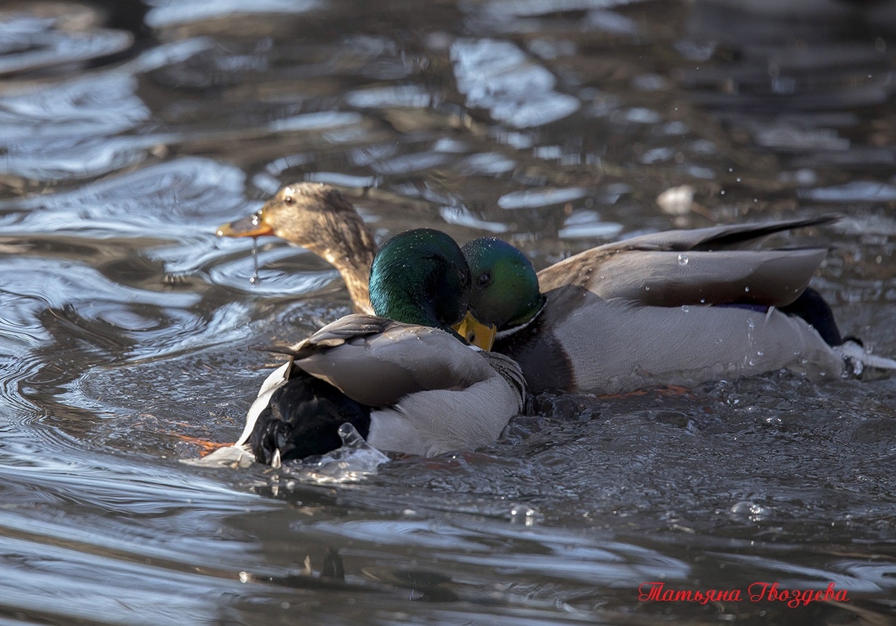 Сколько утки разных пород высиживают яйца