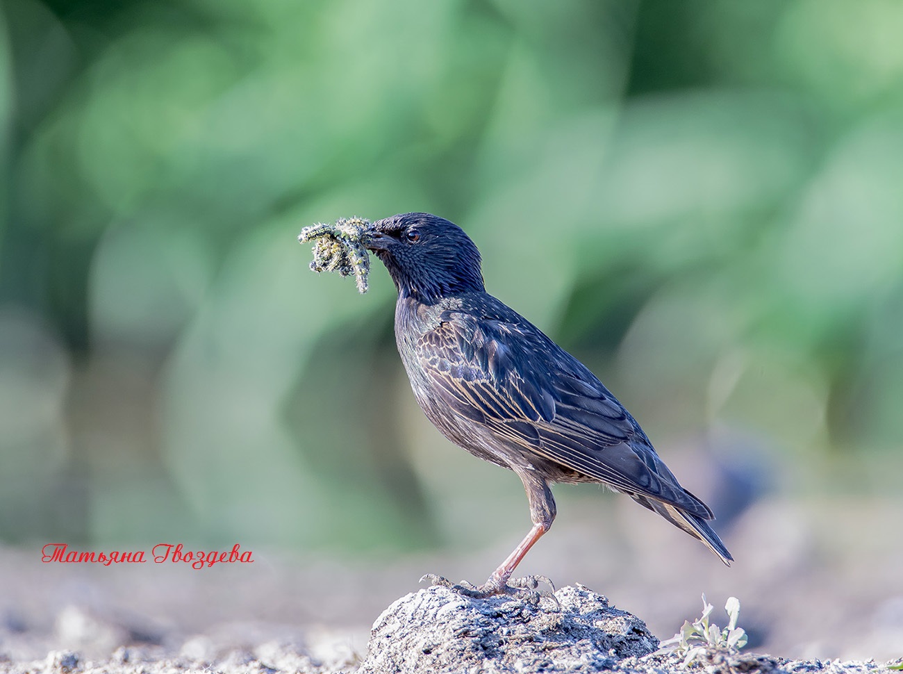 Обыкновенный скворец: описание птицы