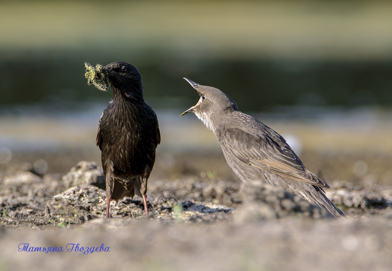 Обыкновенный скворец: описание птицы