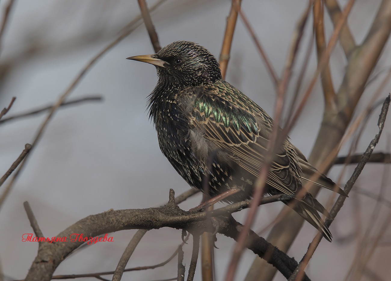 Обыкновенный скворец: описание птицы
