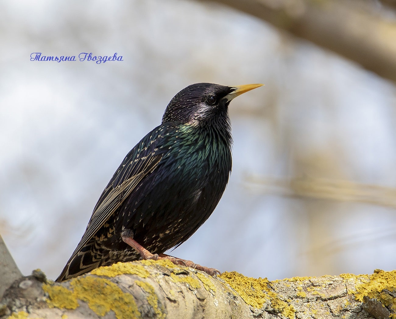 Обыкновенный скворец: описание птицы
