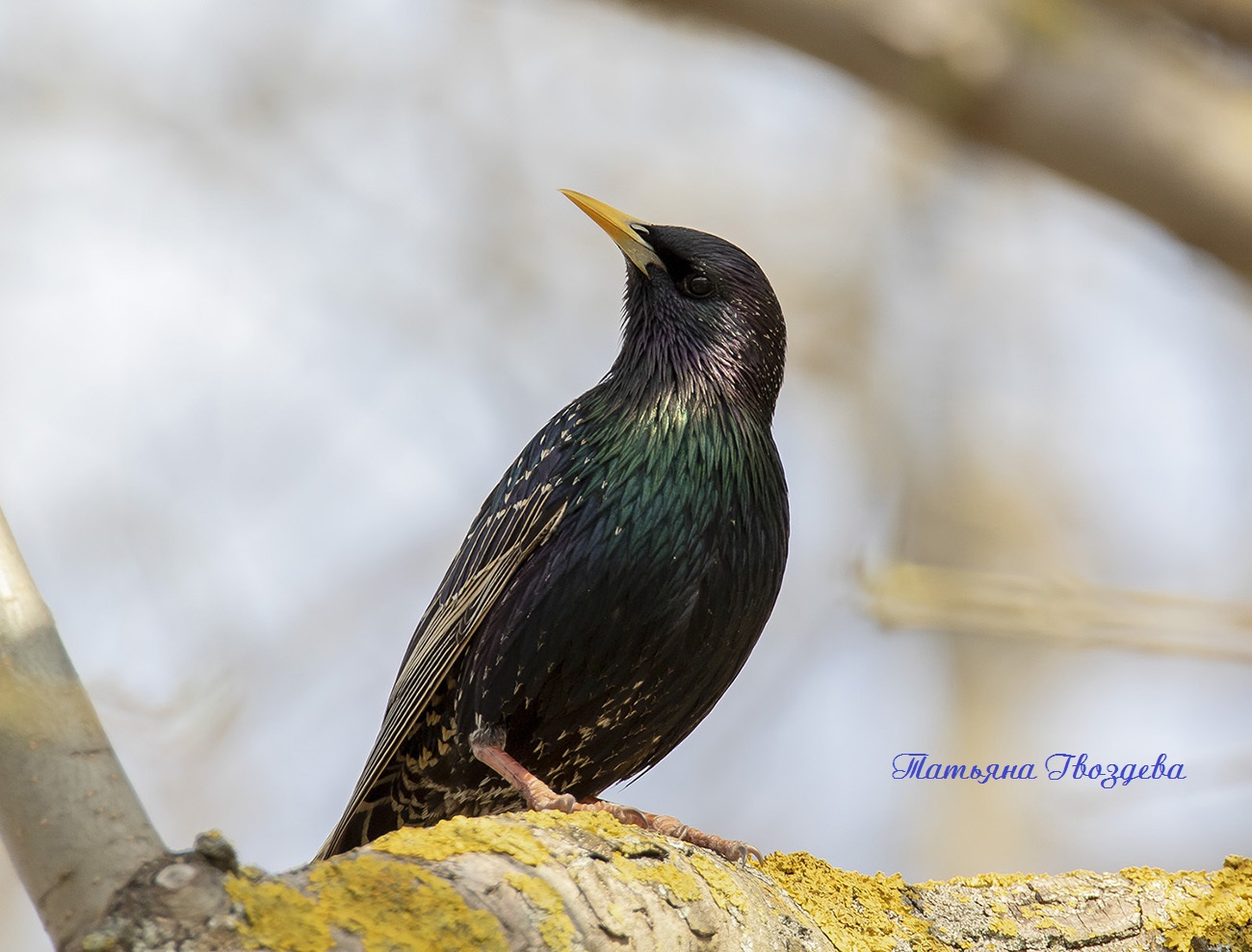 Обыкновенный скворец: описание птицы