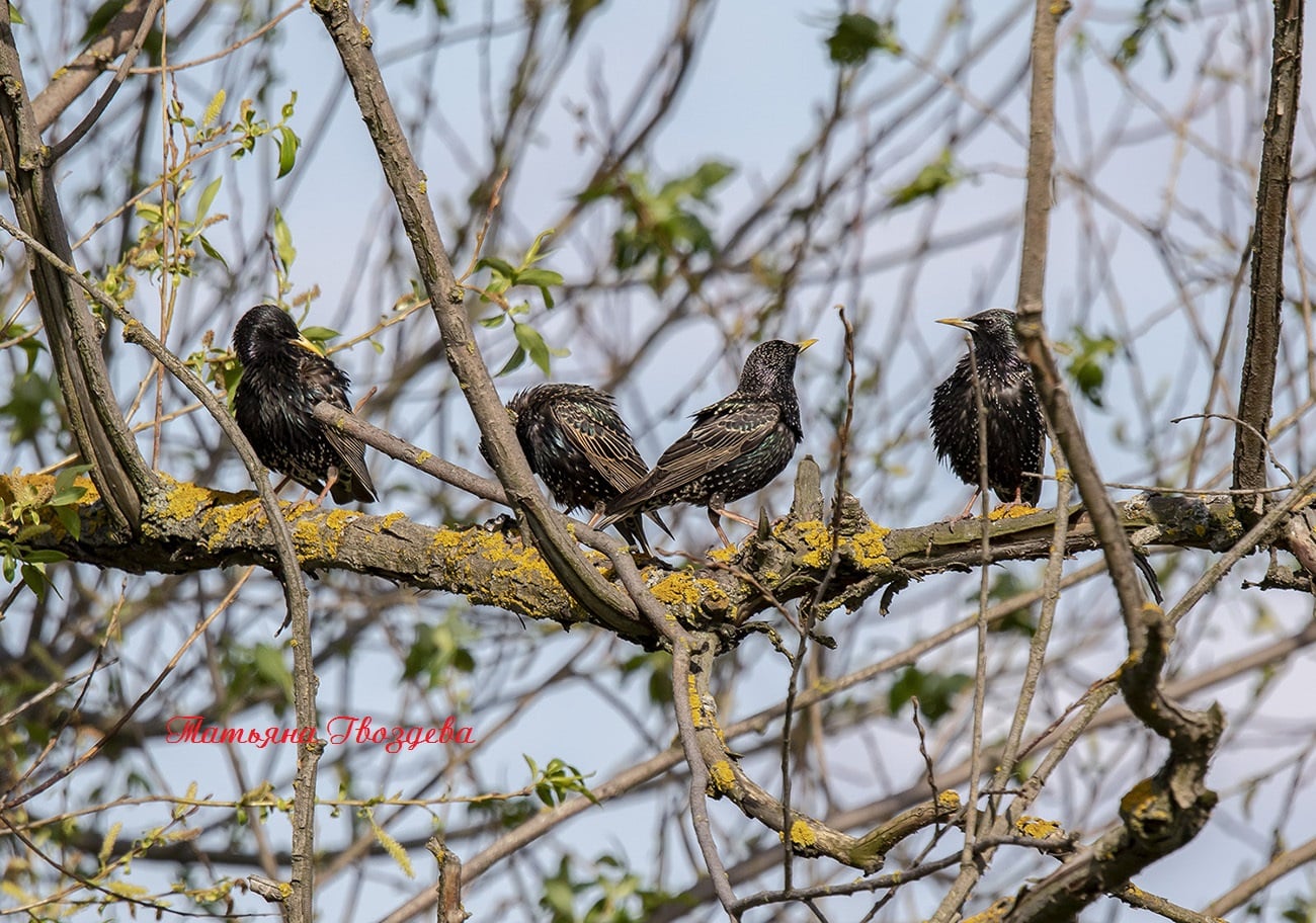 Обыкновенный скворец: описание птицы