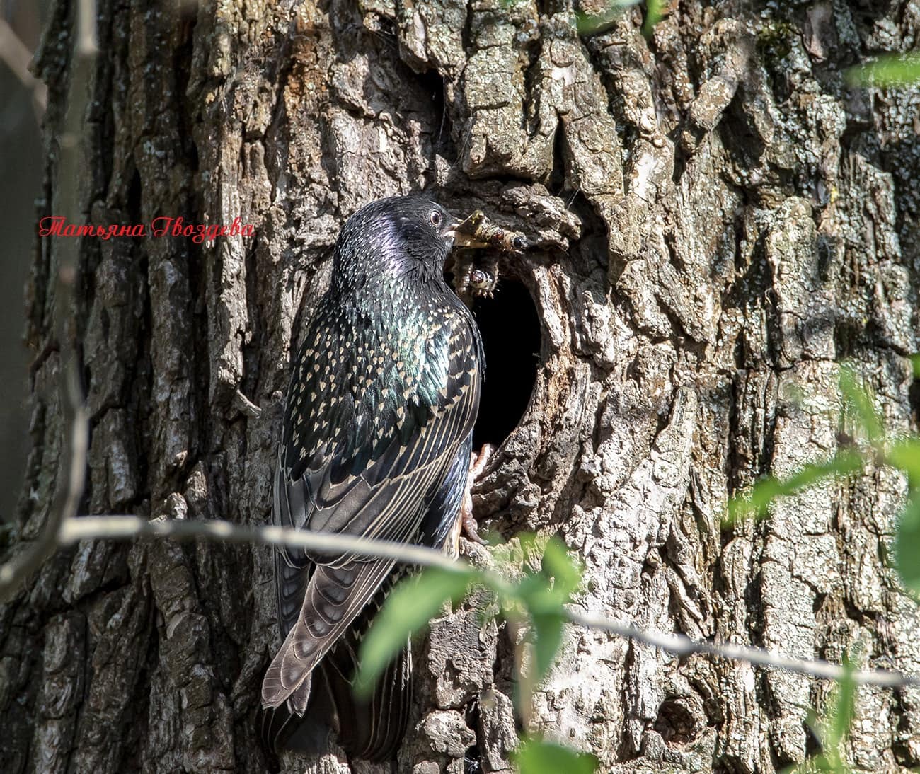 Обыкновенный скворец: описание птицы