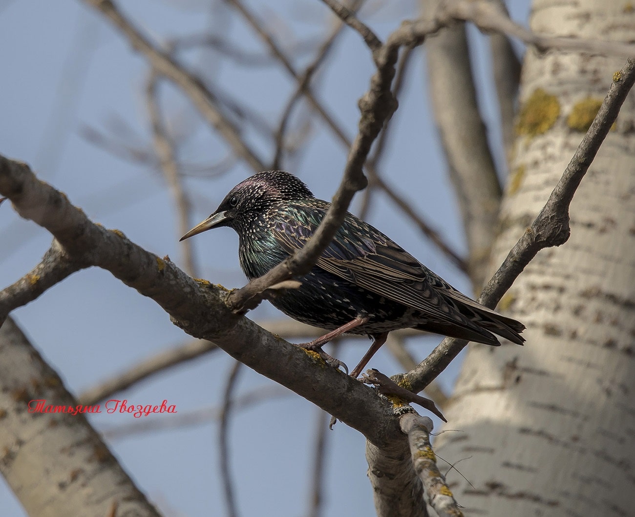 Обыкновенный скворец: описание птицы