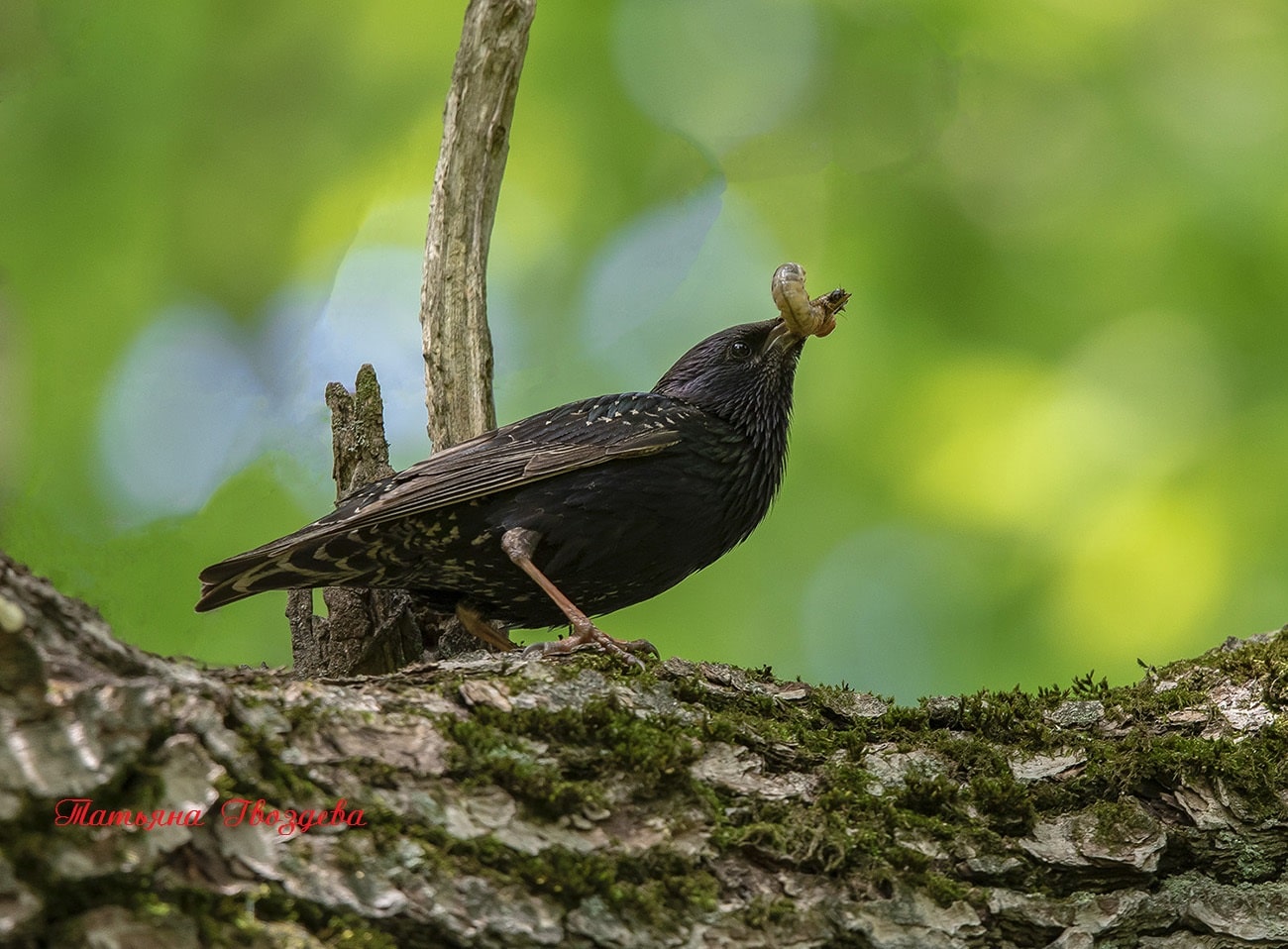 Обыкновенный скворец: описание птицы