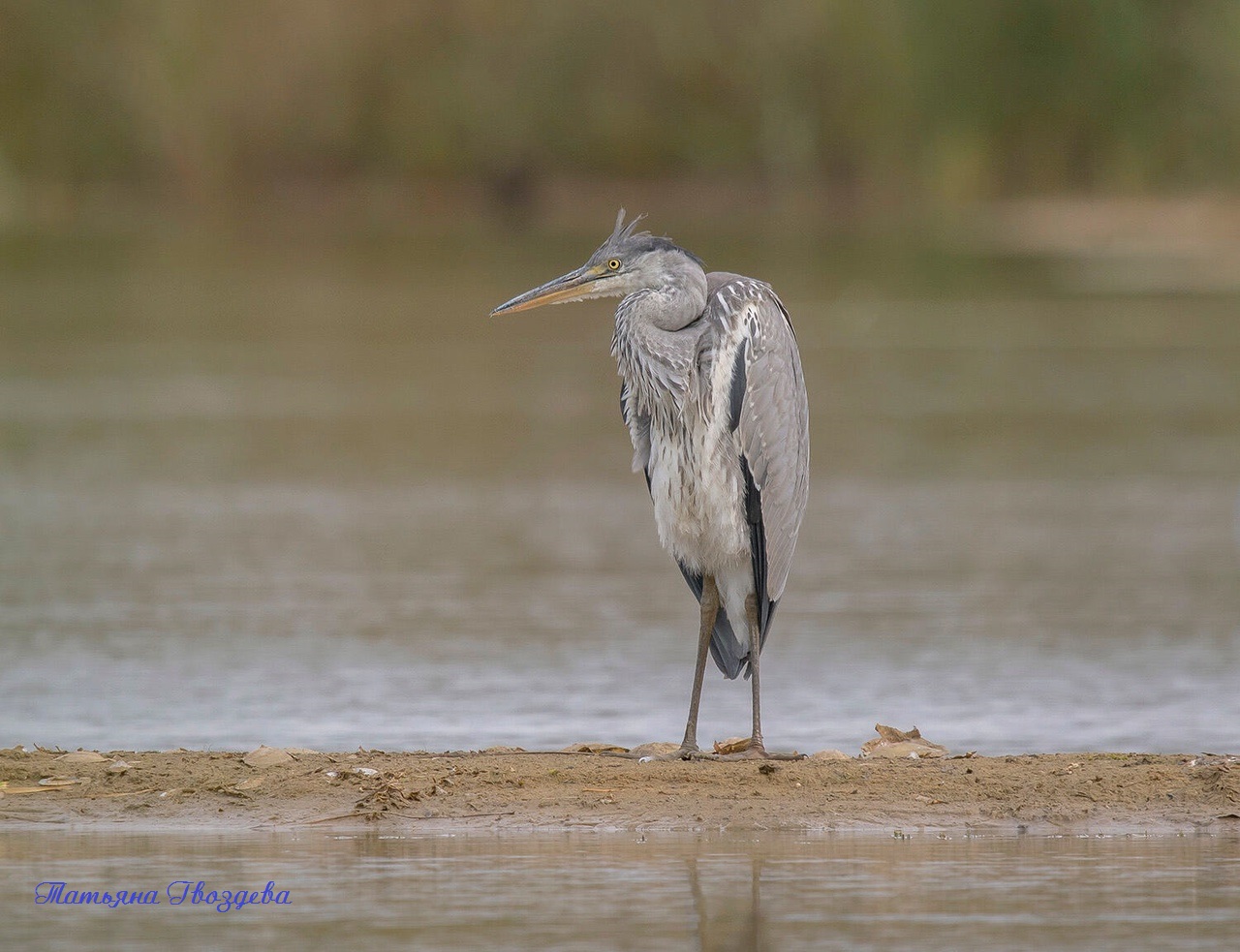 Серая цапля - необычный хищник болот, описание птицы