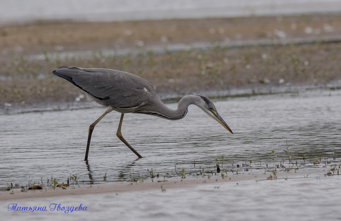 Серая цапля - необычный хищник болот, описание птицы