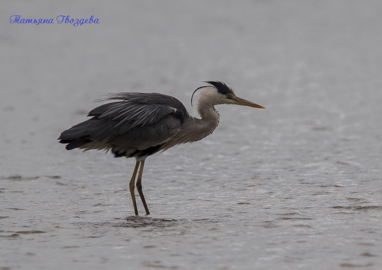 Серая цапля - необычный хищник болот, описание птицы