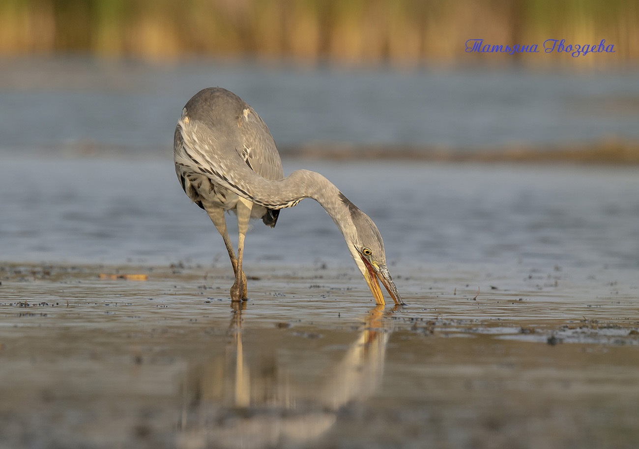 Серая цапля - необычный хищник болот, описание птицы