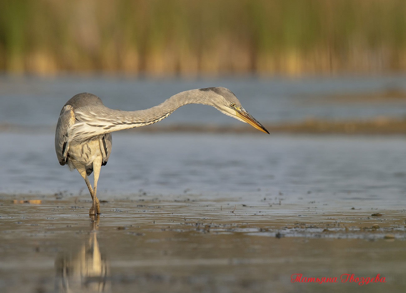 Серая цапля - необычный хищник болот, описание птицы