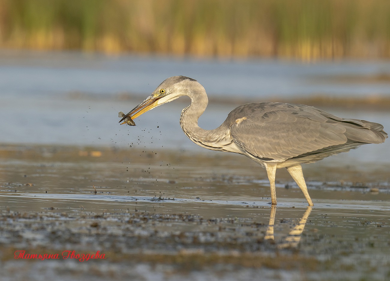 Серая цапля - необычный хищник болот, описание птицы