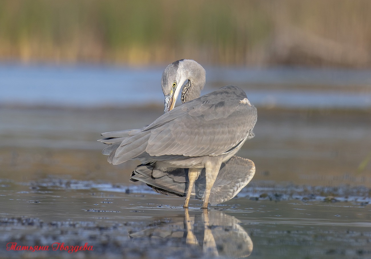 Серая цапля - необычный хищник болот, описание птицы