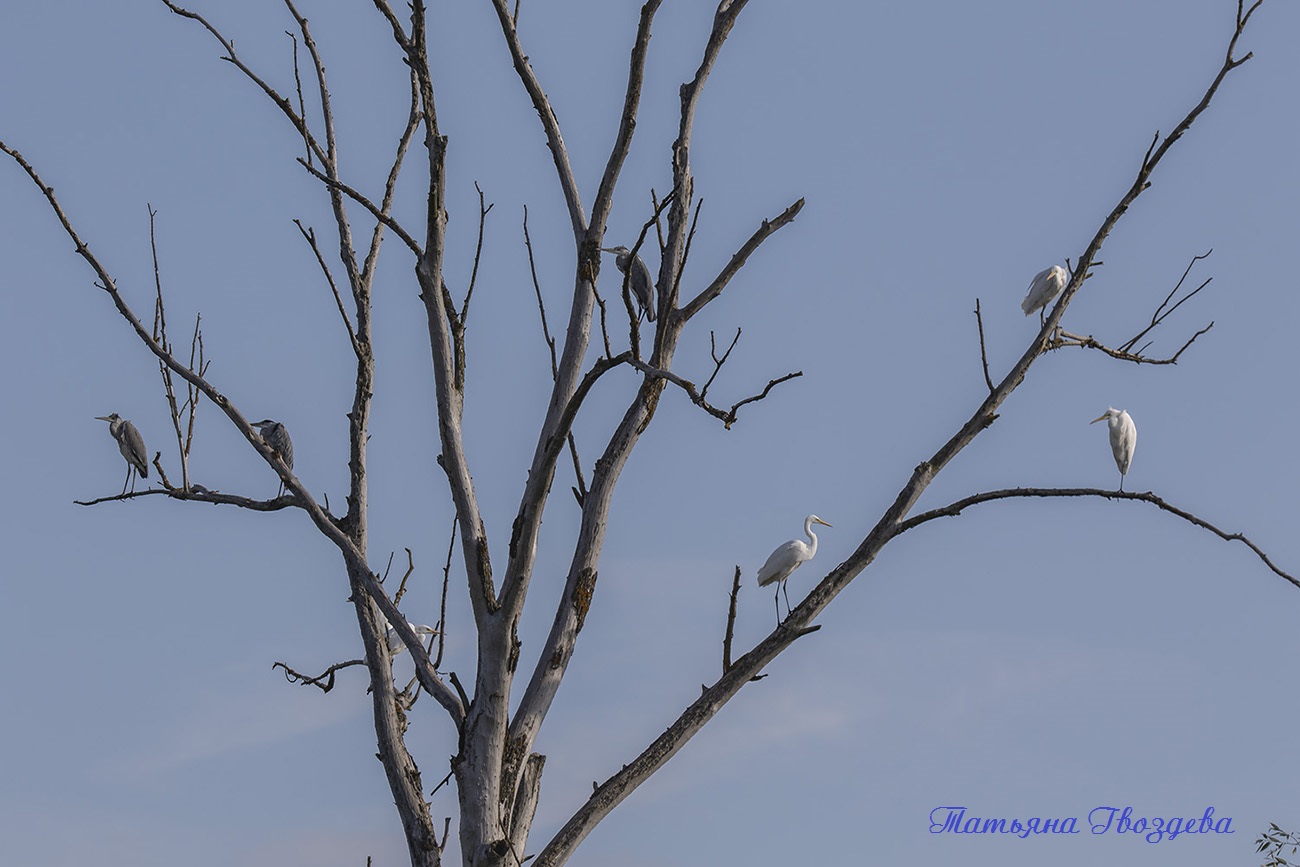 Серая цапля - необычный хищник болот, описание птицы
