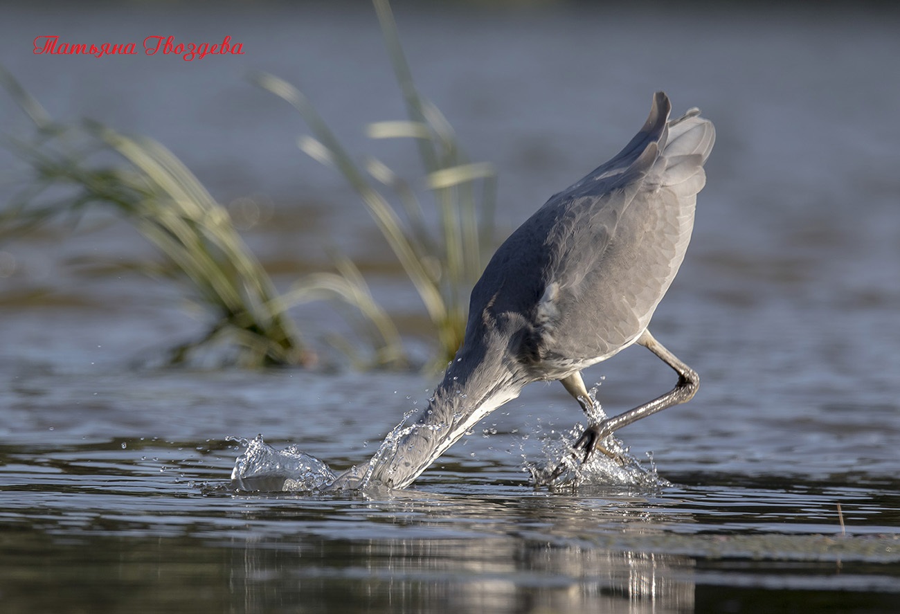 Серая цапля - необычный хищник болот, описание птицы