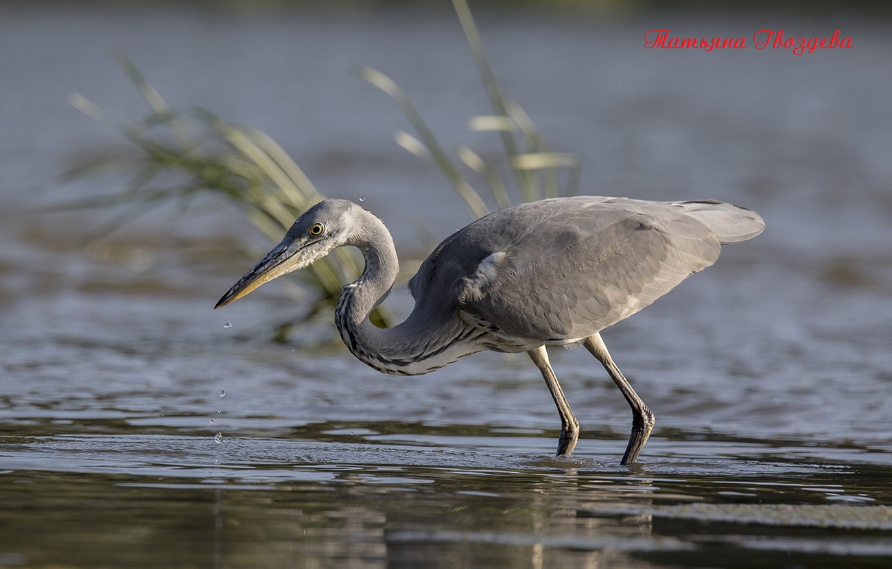 Серая цапля - необычный хищник болот, описание птицы