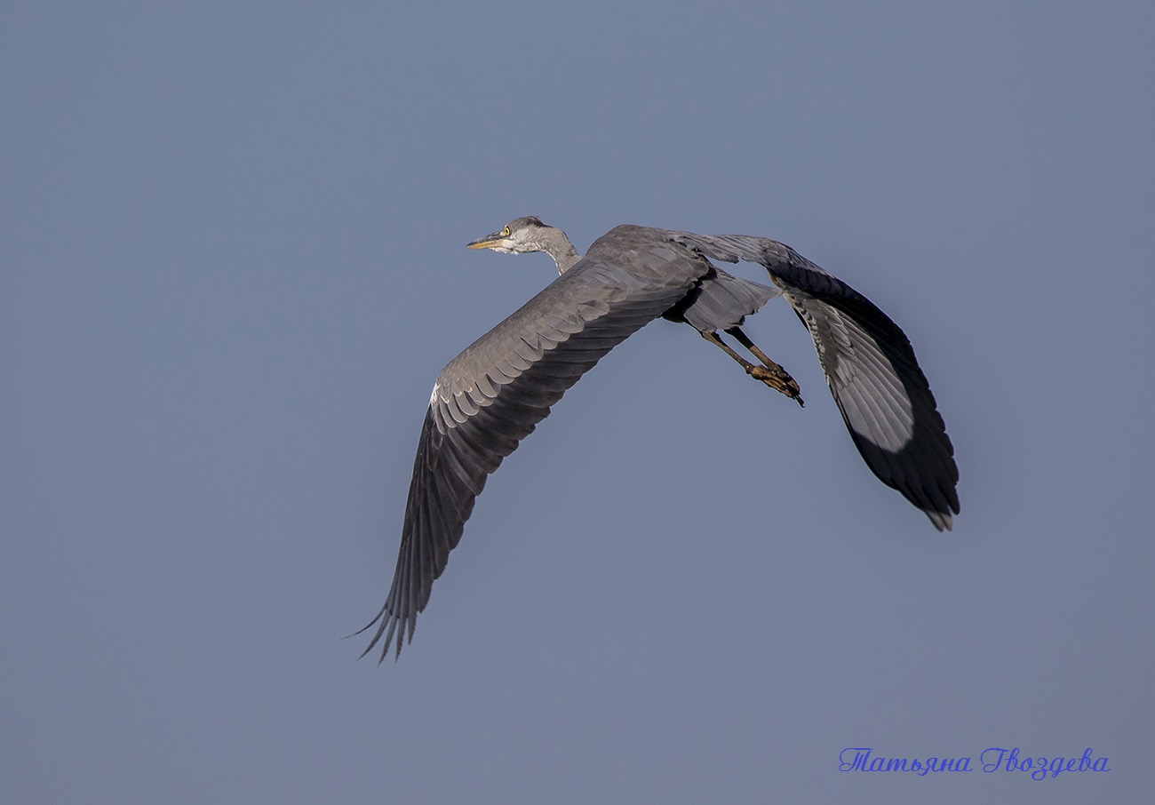 Серая цапля - необычный хищник болот, описание птицы