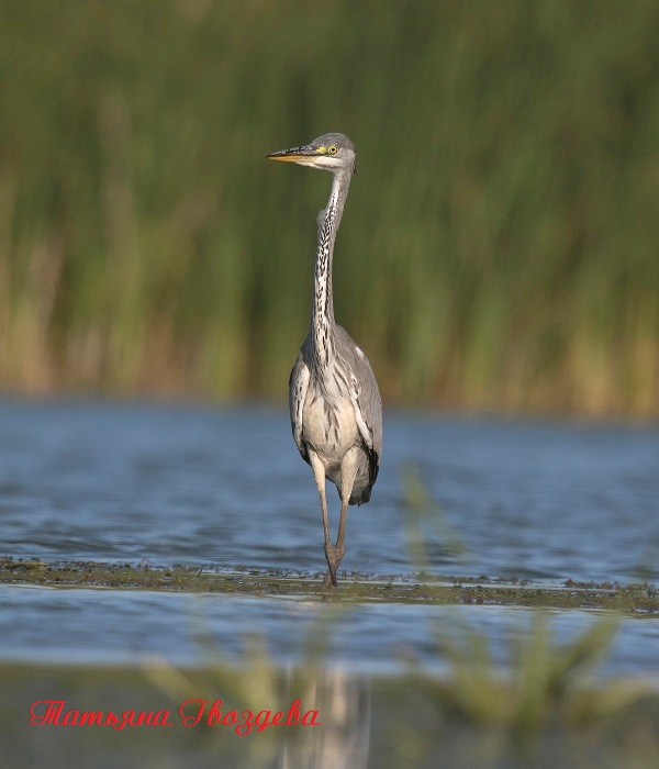 Серая цапля - необычный хищник болот, описание птицы