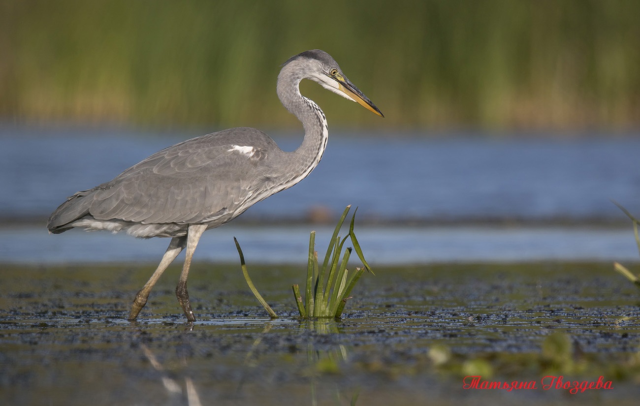 Серая цапля - необычный хищник болот, описание птицы