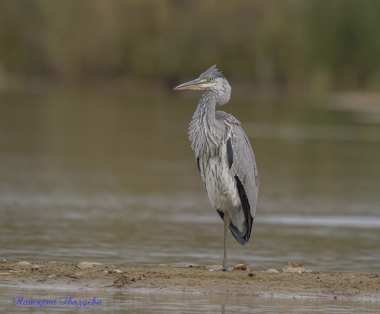 Серая цапля - необычный хищник болот, описание птицы