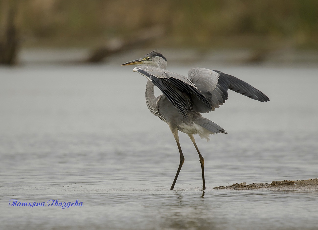 Серая цапля - необычный хищник болот, описание птицы
