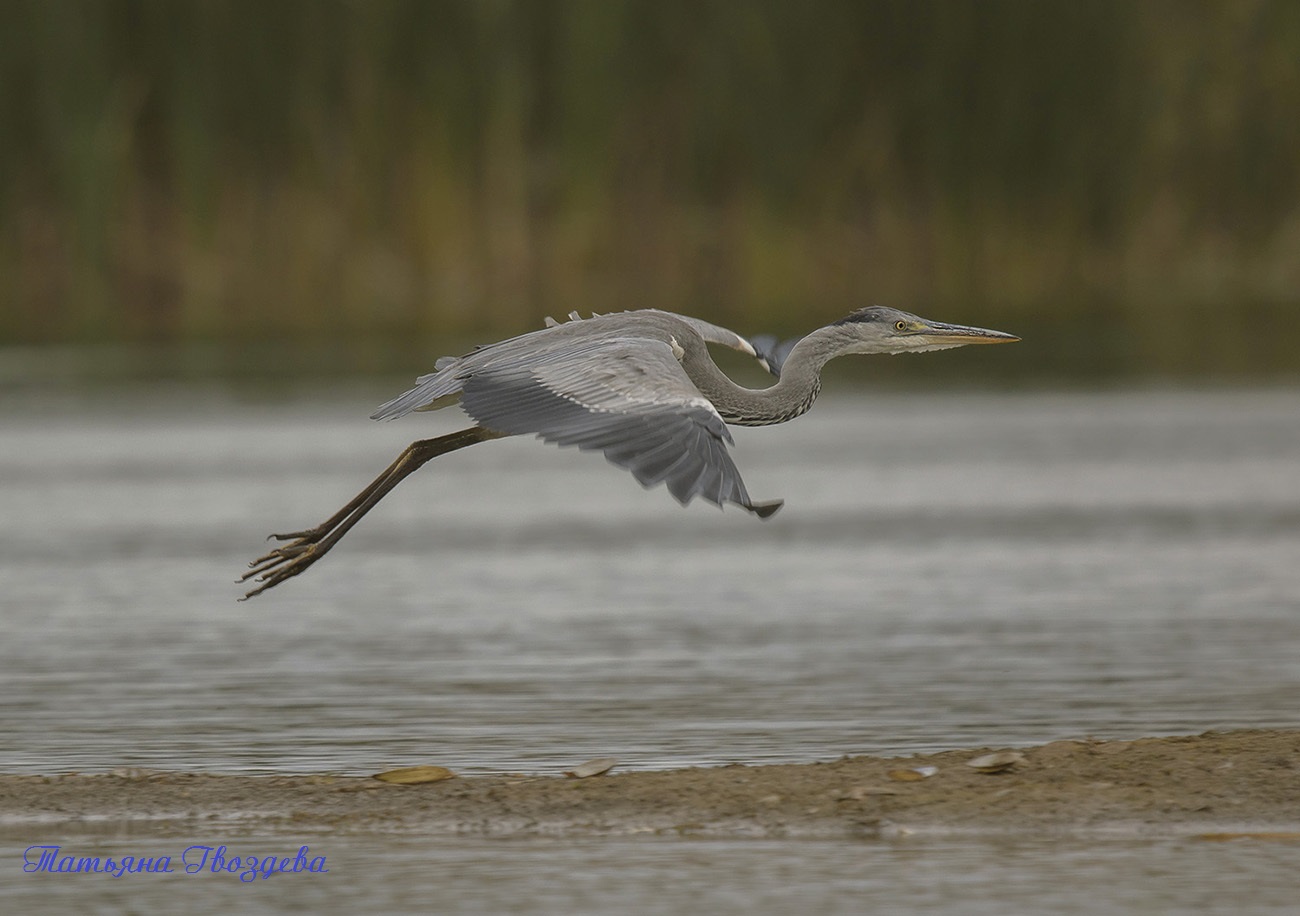 Серая цапля - необычный хищник болот, описание птицы