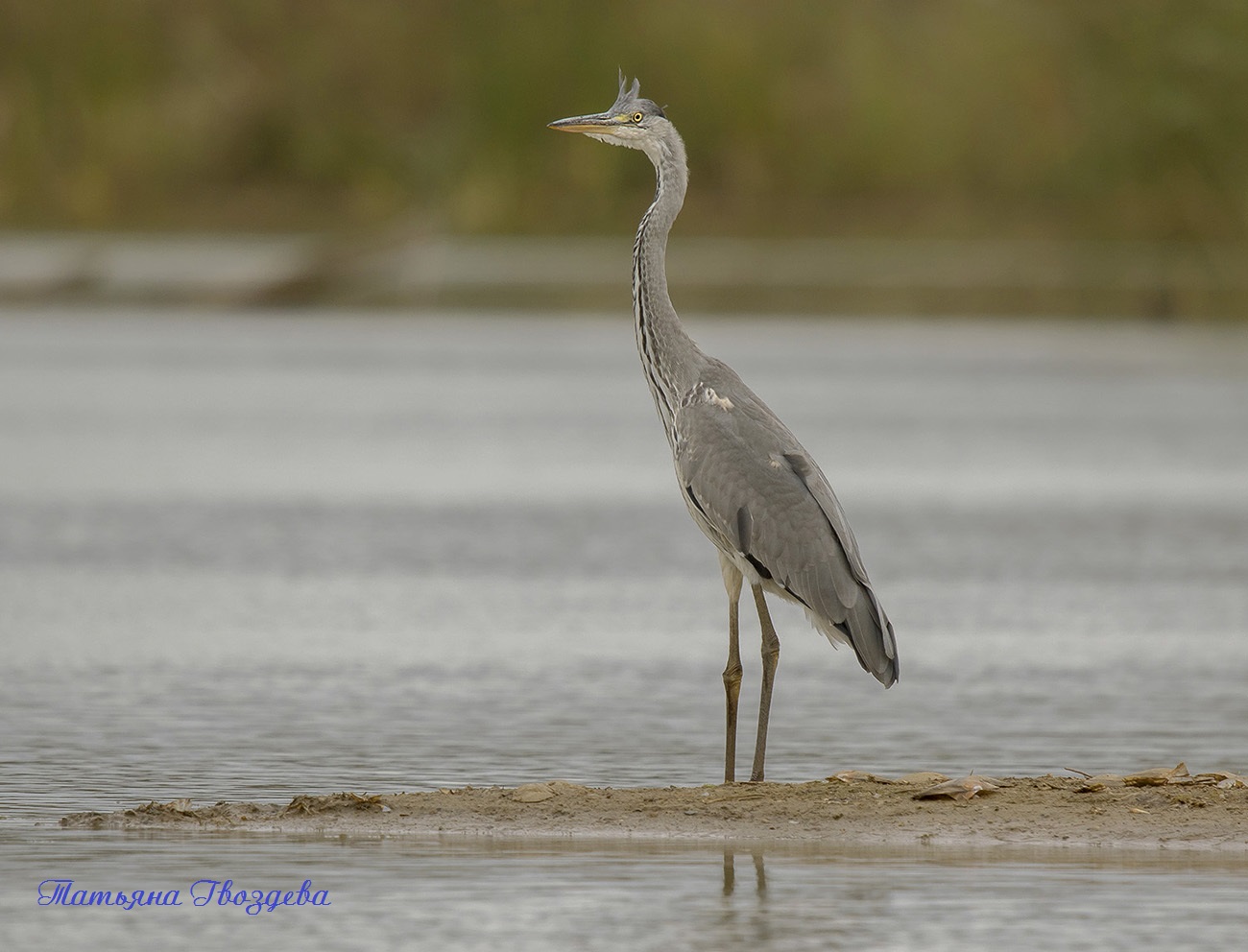 Серая цапля - необычный хищник болот, описание птицы
