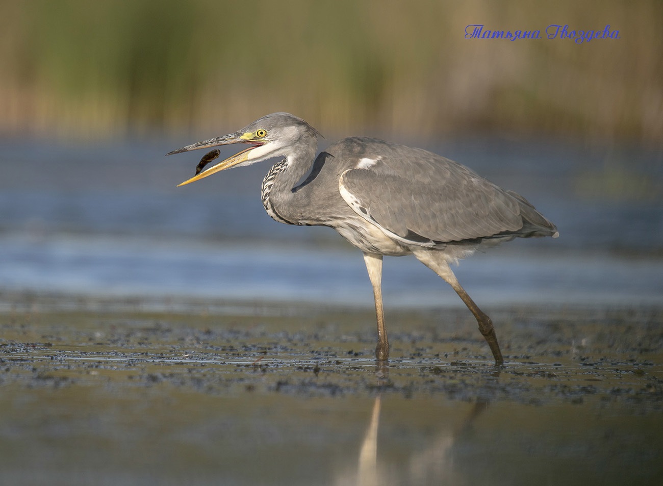 Серая цапля - необычный хищник болот, описание птицы