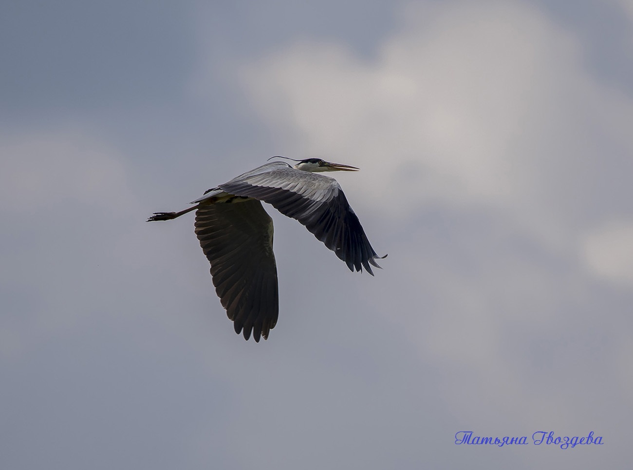 Серая цапля - необычный хищник болот, описание птицы
