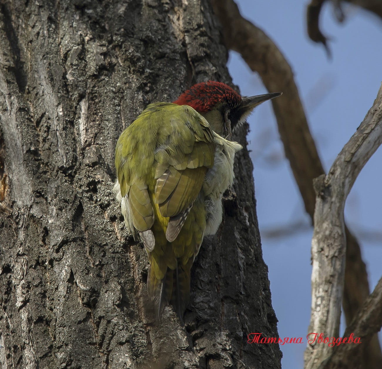 Зелёный дятел - описание птицы, образ жизни, питание, размножение и враги