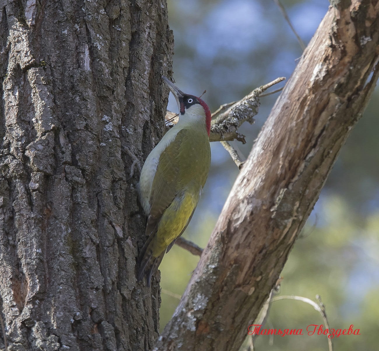 Зелёный дятел - описание птицы, образ жизни, питание, размножение и враги