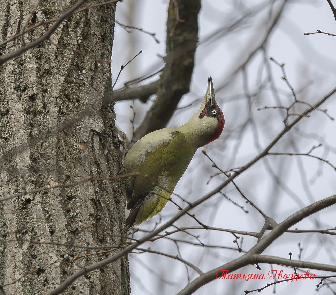 Зелёный дятел - описание птицы, образ жизни, питание, размножение и враги