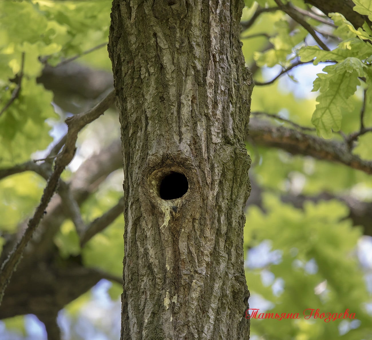 Зелёный дятел - описание птицы, образ жизни, питание, размножение и враги