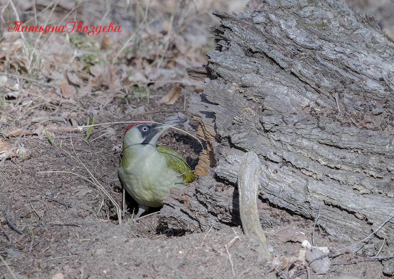 Зелёный дятел - описание птицы, образ жизни, питание, размножение и враги