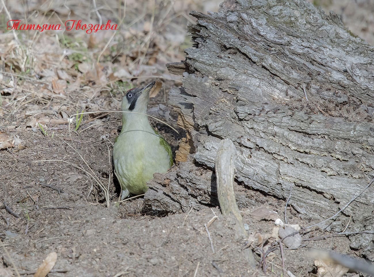 Зелёный дятел - описание птицы, образ жизни, питание, размножение и враги