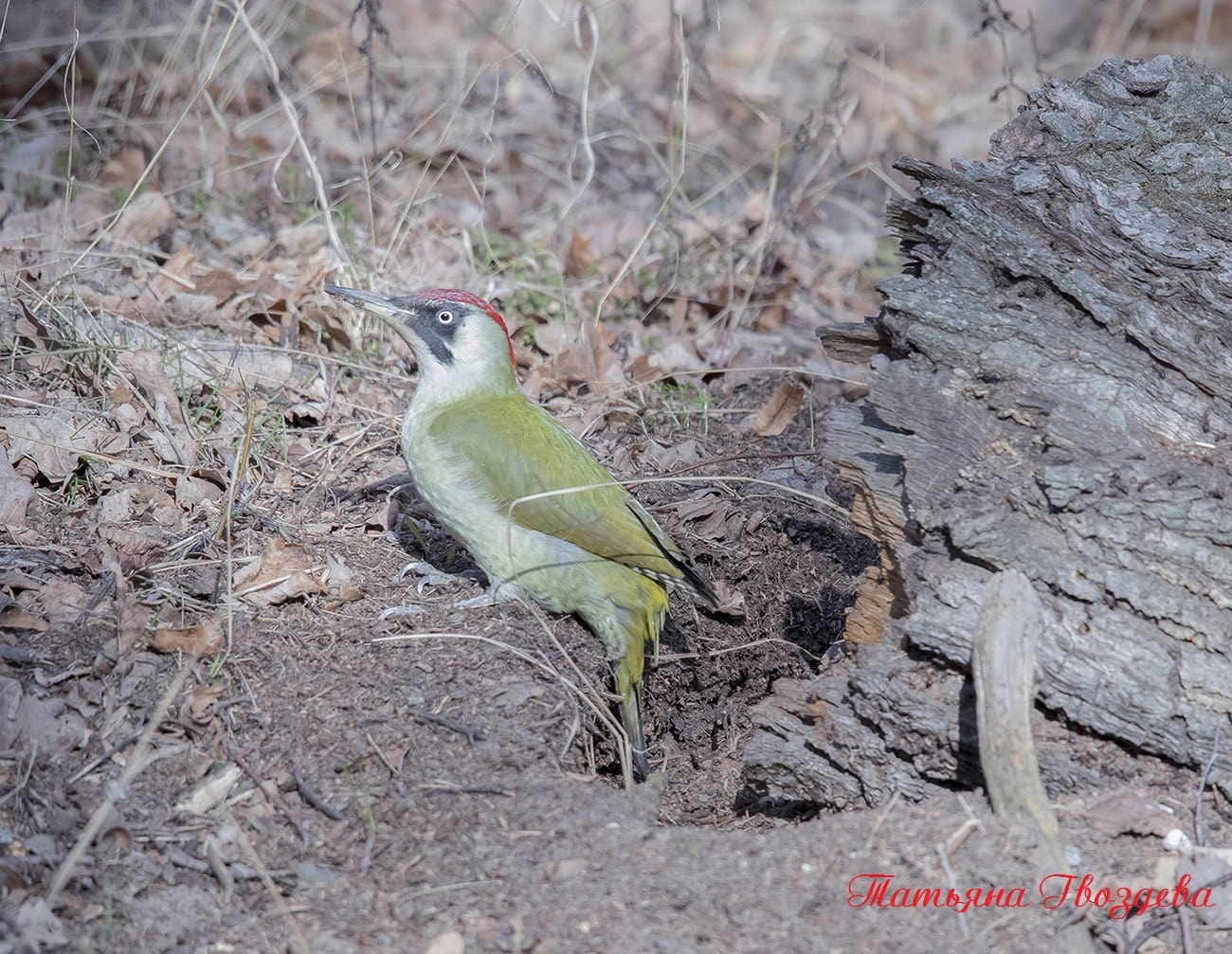 Зелёный дятел - описание птицы, образ жизни, питание, размножение и враги