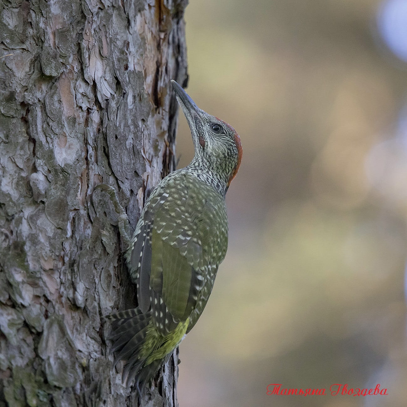 Зелёный дятел - описание птицы, образ жизни, питание, размножение и враги
