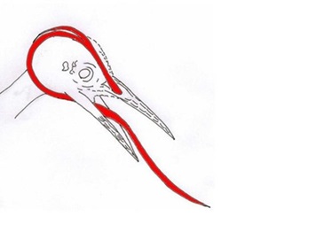 Зелёный дятел - описание птицы, образ жизни, питание, размножение и враги