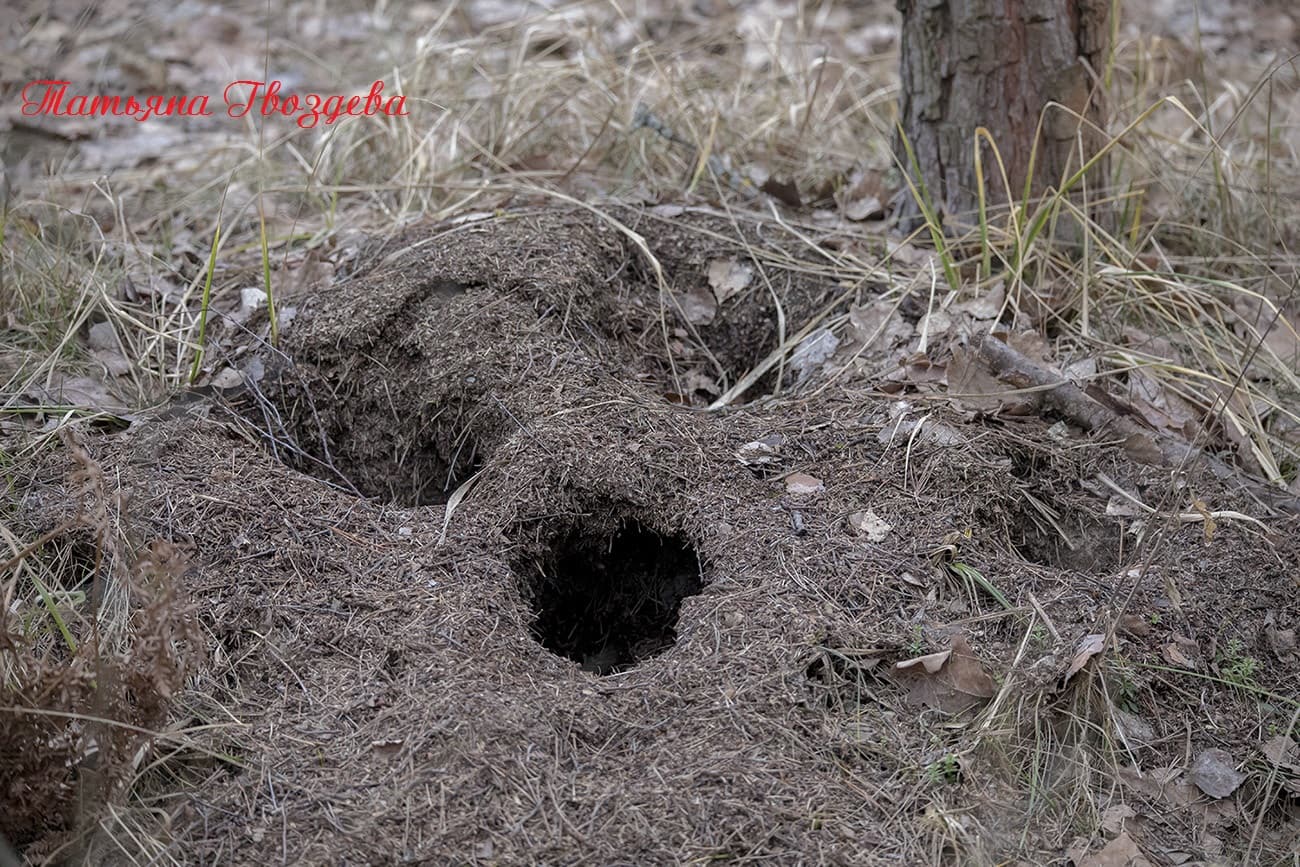 Зелёный дятел - описание птицы, образ жизни, питание, размножение и враги