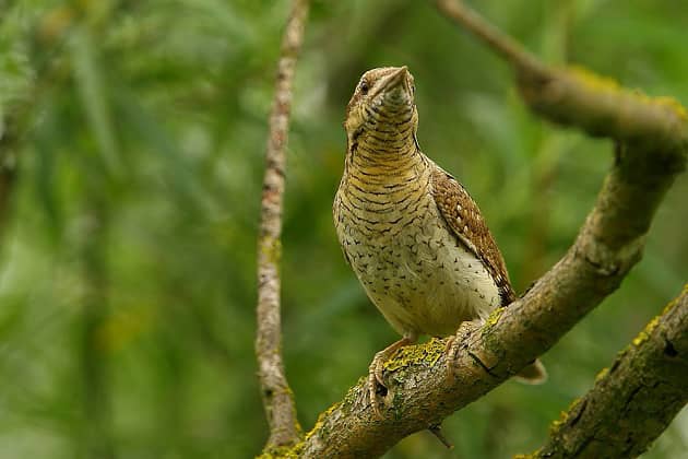 Изображение морщины в лесу