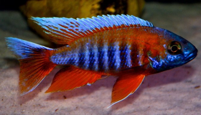 Аулонокара: содержание, совместимость, разведение, виды