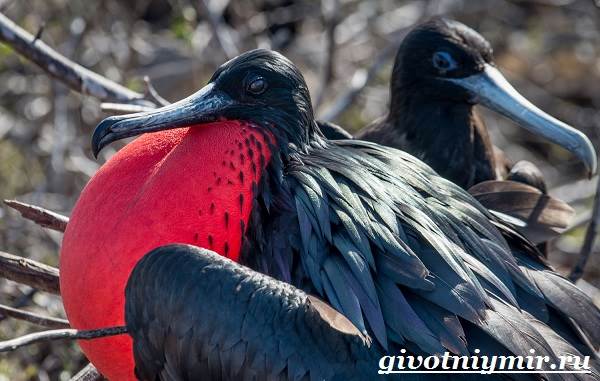 Фрегат-птица-Образ-жизни-и-среда-обитания-птицы-фрегат-5