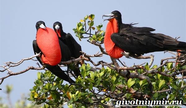 Фрегат-птица-Образ-жизни-и-среда-обитания-птицы-фрегат-6