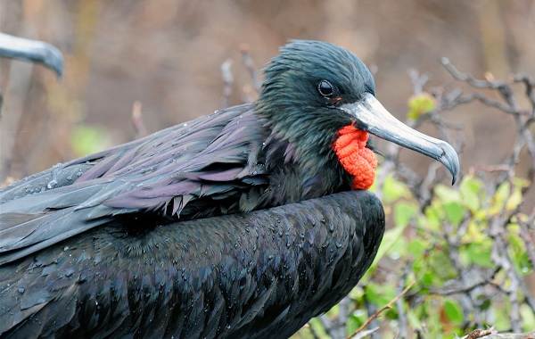 Фрегат-птица-Описание-особенности-виды-образ-жизни-и-среда-обитания-фрегатов-8