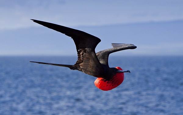 Фрегат-птица-Описание-особенности-виды-образ-жизни-и-среда-обитания-фрегатов-17